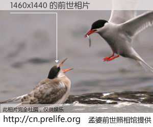 #孟婆前世照相馆# 【1460x1440 的前世相片】我们都曾从奈何桥上走过，喝下三碗忘川之水烹煮的孟婆汤，忘却了前尘旧事。孟婆前世照相馆，保存着你前世的数码相片。1460x1440 的前世相片，有图有真相：