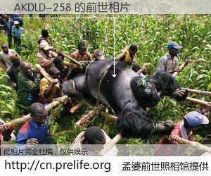 #孟婆前世照相馆# 【AKDLD-258 的前世相片】我们都曾从奈何桥上走过，喝下三碗忘川之水烹煮的孟婆汤，忘却了前尘旧事。孟婆前世照相馆，保存着你前世的数码相片。AKDLD-258 的前世相片，有图有真相：