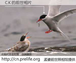 #孟婆前世照相馆# 【C.K 的前世相片】我们都曾从奈何桥上走过，喝下三碗忘川之水烹煮的孟婆汤，忘却了前尘旧事。孟婆前世照相馆，保存着你前世的数码相片。C.K 的前世相片，有图有真相：