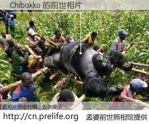 #孟婆前世照相馆# 【Chibakko 的前世相片】我们都曾从奈何桥上走过，喝下三碗忘川之水烹煮的孟婆汤，忘却了前尘旧事。孟婆前世照相馆，保存着你前世的数码相片。Chibakko 的前世相片，有图有真相：