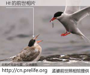 #孟婆前世照相馆# 【Ht 的前世相片】我们都曾从奈何桥上走过，喝下三碗忘川之水烹煮的孟婆汤，忘却了前尘旧事。孟婆前世照相馆，保存着你前世的数码相片。Ht 的前世相片，有图有真相：