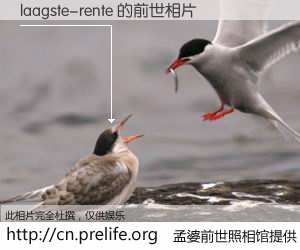 #孟婆前世照相馆# 【laagste-rente 的前世相片】我们都曾从奈何桥上走过，喝下三碗忘川之水烹煮的孟婆汤，忘却了前尘旧事。孟婆前世照相馆，保存着你前世的数码相片。laagste-rente 的前世相片，有图有真相：