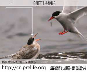 #孟婆前世照相馆# 【�H���� 的前世相片】我们都曾从奈何桥上走过，喝下三碗忘川之水烹煮的孟婆汤，忘却了前尘旧事。孟婆前世照相馆，保存着你前世的数码相片。�H���� 的前世相片，有图有真相：