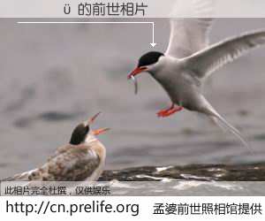 #孟婆前世照相馆# 【 的前世相片】我们都曾从奈何桥上走过，喝下三碗忘川之水烹煮的孟婆汤，忘却了前尘旧事。孟婆前世照相馆，保存着你前世的数码相片。 的前世相片，有图有真相：