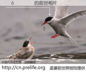 #孟婆前世照相馆# 【���� 的前世相片】我们都曾从奈何桥上走过，喝下三碗忘川之水烹煮的孟婆汤，忘却了前尘旧事。孟婆前世照相馆，保存着你前世的数码相片。���� 的前世相片，有图有真相：