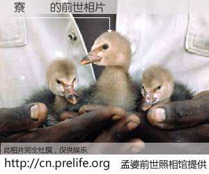 #孟婆前世照相馆# 【寮犵姸 的前世相片】我们都曾从奈何桥上走过，喝下三碗忘川之水烹煮的孟婆汤，忘却了前尘旧事。孟婆前世照相馆，保存着你前世的数码相片。寮犵姸 的前世相片，有图有真相：