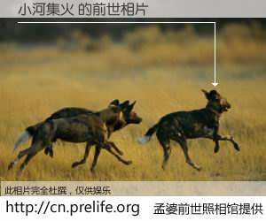 #孟婆前世照相馆# 【小河集火 的前世相片】我们都曾从奈何桥上走过，喝下三碗忘川之水烹煮的孟婆汤，忘却了前尘旧事。孟婆前世照相馆，保存着你前世的数码相片。小河集火 的前世相片，有图有真相：