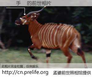#孟婆前世照相馆# 【換頭手術 的前世相片】我们都曾从奈何桥上走过，喝下三碗忘川之水烹煮的孟婆汤，忘却了前尘旧事。孟婆前世照相馆，保存着你前世的数码相片。換頭手術 的前世相片，有图有真相：