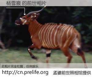 #孟婆前世照相馆# 【杨雪痕 的前世相片】我们都曾从奈何桥上走过，喝下三碗忘川之水烹煮的孟婆汤，忘却了前尘旧事。孟婆前世照相馆，保存着你前世的数码相片。杨雪痕 的前世相片，有图有真相：