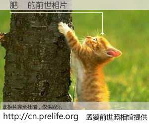 #孟婆前世照相馆# 【肥馮 的前世相片】我们都曾从奈何桥上走过，喝下三碗忘川之水烹煮的孟婆汤，忘却了前尘旧事。孟婆前世照相馆，保存着你前世的数码相片。肥馮 的前世相片，有图有真相：