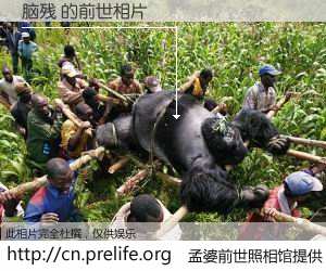 #孟婆前世照相馆# 【脑残 的前世相片】我们都曾从奈何桥上走过，喝下三碗忘川之水烹煮的孟婆汤，忘却了前尘旧事。孟婆前世照相馆，保存着你前世的数码相片。脑残 的前世相片，有图有真相：