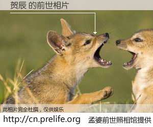 #孟婆前世照相馆# 【贺辰 的前世相片】我们都曾从奈何桥上走过，喝下三碗忘川之水烹煮的孟婆汤，忘却了前尘旧事。孟婆前世照相馆，保存着你前世的数码相片。贺辰 的前世相片，有图有真相：