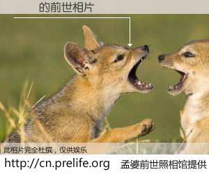 #孟婆前世照相馆# 【鰻鯰 的前世相片】我们都曾从奈何桥上走过，喝下三碗忘川之水烹煮的孟婆汤，忘却了前尘旧事。孟婆前世照相馆，保存着你前世的数码相片。鰻鯰 的前世相片，有图有真相：