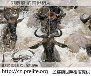 #孟婆前世照相馆# 【鳥羽商船 的前世相片】我们都曾从奈何桥上走过，喝下三碗忘川之水烹煮的孟婆汤，忘却了前尘旧事。孟婆前世照相馆，保存着你前世的数码相片。鳥羽商船 的前世相片，有图有真相：