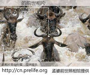 #孟婆前世照相馆# 【�Ӣ 的前世相片】我们都曾从奈何桥上走过，喝下三碗忘川之水烹煮的孟婆汤，忘却了前尘旧事。孟婆前世照相馆，保存着你前世的数码相片。�Ӣ 的前世相片，有图有真相：