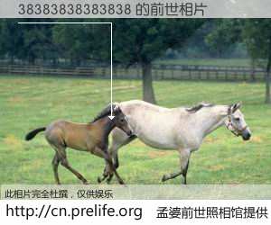 #孟婆前世照相馆# 【38383838383838 的前世相片】我们都曾从奈何桥上走过，喝下三碗忘川之水烹煮的孟婆汤，忘却了前尘旧事。孟婆前世照相馆，保存着你前世的数码相片。38383838383838 的前世相片，有图有真相：