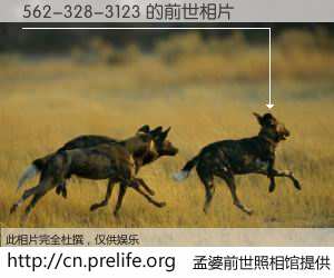 #孟婆前世照相馆# 【562-328-3123 的前世相片】我们都曾从奈何桥上走过，喝下三碗忘川之水烹煮的孟婆汤，忘却了前尘旧事。孟婆前世照相馆，保存着你前世的数码相片。562-328-3123 的前世相片，有图有真相：