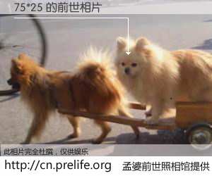 #孟婆前世照相馆# 【75*25 的前世相片】我们都曾从奈何桥上走过，喝下三碗忘川之水烹煮的孟婆汤，忘却了前尘旧事。孟婆前世照相馆，保存着你前世的数码相片。75*25 的前世相片，有图有真相：