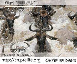 #孟婆前世照相馆# 【Oigvj. 的前世相片】我们都曾从奈何桥上走过，喝下三碗忘川之水烹煮的孟婆汤，忘却了前尘旧事。孟婆前世照相馆，保存着你前世的数码相片。Oigvj. 的前世相片，有图有真相：