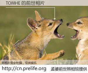 #孟婆前世照相馆# 【TOMHE 的前世相片】我们都曾从奈何桥上走过，喝下三碗忘川之水烹煮的孟婆汤，忘却了前尘旧事。孟婆前世照相馆，保存着你前世的数码相片。TOMHE 的前世相片，有图有真相：