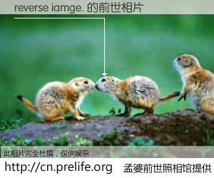 #孟婆前世照相馆# 【reverse iamge. 的前世相片】我们都曾从奈何桥上走过，喝下三碗忘川之水烹煮的孟婆汤，忘却了前尘旧事。孟婆前世照相馆，保存着你前世的数码相片。reverse iamge. 的前世相片，有图有真相：