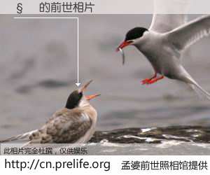 #孟婆前世照相馆# 【�� 的前世相片】我们都曾从奈何桥上走过，喝下三碗忘川之水烹煮的孟婆汤，忘却了前尘旧事。孟婆前世照相馆，保存着你前世的数码相片。�� 的前世相片，有图有真相：