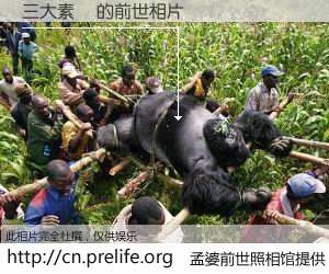 #孟婆前世照相馆# 【三大素麺 的前世相片】我们都曾从奈何桥上走过，喝下三碗忘川之水烹煮的孟婆汤，忘却了前尘旧事。孟婆前世照相馆，保存着你前世的数码相片。三大素麺 的前世相片，有图有真相：
