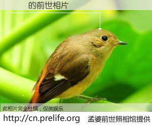 #孟婆前世照相馆# 【吳楊 的前世相片】我们都曾从奈何桥上走过，喝下三碗忘川之水烹煮的孟婆汤，忘却了前尘旧事。孟婆前世照相馆，保存着你前世的数码相片。吳楊 的前世相片，有图有真相：