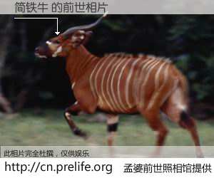 #孟婆前世照相馆# 【简铁牛 的前世相片】我们都曾从奈何桥上走过，喝下三碗忘川之水烹煮的孟婆汤，忘却了前尘旧事。孟婆前世照相馆，保存着你前世的数码相片。简铁牛 的前世相片，有图有真相：