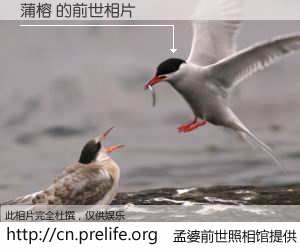 #孟婆前世照相馆# 【蒲榕 的前世相片】我们都曾从奈何桥上走过，喝下三碗忘川之水烹煮的孟婆汤，忘却了前尘旧事。孟婆前世照相馆，保存着你前世的数码相片。蒲榕 的前世相片，有图有真相：