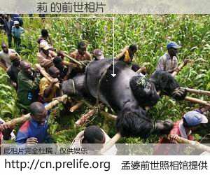 #孟婆前世照相馆# 【賴純莉 的前世相片】我们都曾从奈何桥上走过，喝下三碗忘川之水烹煮的孟婆汤，忘却了前尘旧事。孟婆前世照相馆，保存着你前世的数码相片。賴純莉 的前世相片，有图有真相：