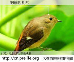 #孟婆前世照相馆# 【 的前世相片】我们都曾从奈何桥上走过，喝下三碗忘川之水烹煮的孟婆汤，忘却了前尘旧事。孟婆前世照相馆，保存着你前世的数码相片。 的前世相片，有图有真相：