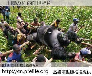 #孟婆前世照相馆# 【土曜のド 的前世相片】我们都曾从奈何桥上走过，喝下三碗忘川之水烹煮的孟婆汤，忘却了前尘旧事。孟婆前世照相馆，保存着你前世的数码相片。土曜のド 的前世相片，有图有真相：