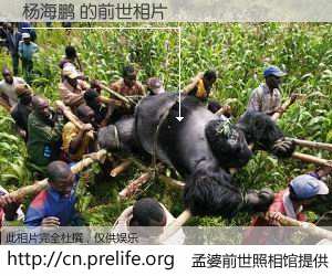 #孟婆前世照相馆# 【杨海鹏 的前世相片】我们都曾从奈何桥上走过，喝下三碗忘川之水烹煮的孟婆汤，忘却了前尘旧事。孟婆前世照相馆，保存着你前世的数码相片。杨海鹏 的前世相片，有图有真相：