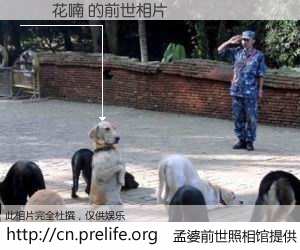 #孟婆前世照相馆# 【淺蒼花喃 的前世相片】我们都曾从奈何桥上走过，喝下三碗忘川之水烹煮的孟婆汤，忘却了前尘旧事。孟婆前世照相馆，保存着你前世的数码相片。淺蒼花喃 的前世相片，有图有真相：