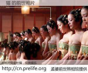 #孟婆前世照相馆# 【猫 的前世相片】我们都曾从奈何桥上走过，喝下三碗忘川之水烹煮的孟婆汤，忘却了前尘旧事。孟婆前世照相馆，保存着你前世的数码相片。猫 的前世相片，有图有真相：