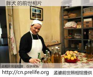 #孟婆前世照相馆# 【胖犬 的前世相片】我们都曾从奈何桥上走过，喝下三碗忘川之水烹煮的孟婆汤，忘却了前尘旧事。孟婆前世照相馆，保存着你前世的数码相片。胖犬 的前世相片，有图有真相：