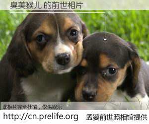 #孟婆前世照相馆# 【臭美猴儿 的前世相片】我们都曾从奈何桥上走过，喝下三碗忘川之水烹煮的孟婆汤，忘却了前尘旧事。孟婆前世照相馆，保存着你前世的数码相片。臭美猴儿 的前世相片，有图有真相：