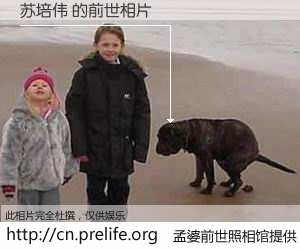 #孟婆前世照相馆# 【苏培伟 的前世相片】我们都曾从奈何桥上走过，喝下三碗忘川之水烹煮的孟婆汤，忘却了前尘旧事。孟婆前世照相馆，保存着你前世的数码相片。苏培伟 的前世相片，有图有真相：