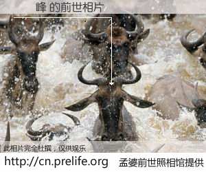 #孟婆前世照相馆# 【黃偉峰 的前世相片】我们都曾从奈何桥上走过，喝下三碗忘川之水烹煮的孟婆汤，忘却了前尘旧事。孟婆前世照相馆，保存着你前世的数码相片。黃偉峰 的前世相片，有图有真相：