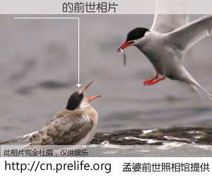 #孟婆前世照相馆# 【거성전기 的前世相片】我们都曾从奈何桥上走过，喝下三碗忘川之水烹煮的孟婆汤，忘却了前尘旧事。孟婆前世照相馆，保存着你前世的数码相片。거성전기 的前世相片，有图有真相：