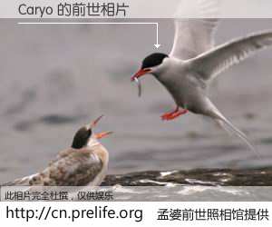 #孟婆前世照相馆# 【Caryo 的前世相片】我们都曾从奈何桥上走过，喝下三碗忘川之水烹煮的孟婆汤，忘却了前尘旧事。孟婆前世照相馆，保存着你前世的数码相片。Caryo 的前世相片，有图有真相：