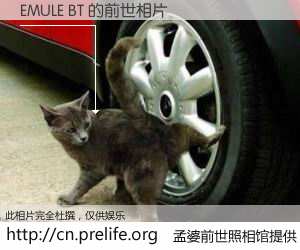 #孟婆前世照相馆# 【EMULE BT 的前世相片】我们都曾从奈何桥上走过，喝下三碗忘川之水烹煮的孟婆汤，忘却了前尘旧事。孟婆前世照相馆，保存着你前世的数码相片。EMULE BT 的前世相片，有图有真相：