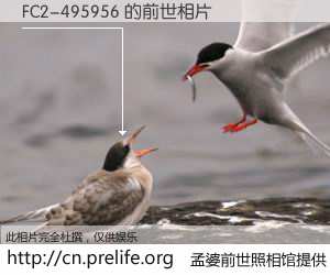 #孟婆前世照相馆# 【FC2-495956 的前世相片】我们都曾从奈何桥上走过，喝下三碗忘川之水烹煮的孟婆汤，忘却了前尘旧事。孟婆前世照相馆，保存着你前世的数码相片。FC2-495956 的前世相片，有图有真相：