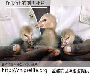 #孟婆前世照相馆# 【f'n'jv'h'f 的前世相片】我们都曾从奈何桥上走过，喝下三碗忘川之水烹煮的孟婆汤，忘却了前尘旧事。孟婆前世照相馆，保存着你前世的数码相片。f'n'jv'h'f 的前世相片，有图有真相：