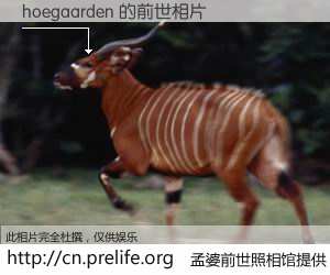 #孟婆前世照相馆# 【hoegaarden 的前世相片】我们都曾从奈何桥上走过，喝下三碗忘川之水烹煮的孟婆汤，忘却了前尘旧事。孟婆前世照相馆，保存着你前世的数码相片。hoegaarden 的前世相片，有图有真相：