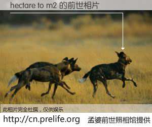 #孟婆前世照相馆# 【hectare to m2 的前世相片】我们都曾从奈何桥上走过，喝下三碗忘川之水烹煮的孟婆汤，忘却了前尘旧事。孟婆前世照相馆，保存着你前世的数码相片。hectare to m2 的前世相片，有图有真相：