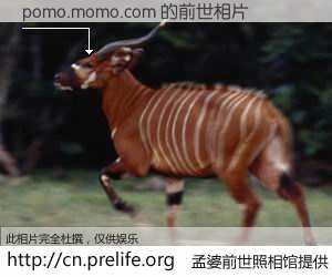 #孟婆前世照相馆# 【pomo.momo.com 的前世相片】我们都曾从奈何桥上走过，喝下三碗忘川之水烹煮的孟婆汤，忘却了前尘旧事。孟婆前世照相馆，保存着你前世的数码相片。pomo.momo.com 的前世相片，有图有真相：