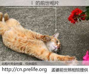 #孟婆前世照相馆# 【������ 的前世相片】我们都曾从奈何桥上走过，喝下三碗忘川之水烹煮的孟婆汤，忘却了前尘旧事。孟婆前世照相馆，保存着你前世的数码相片。������ 的前世相片，有图有真相：