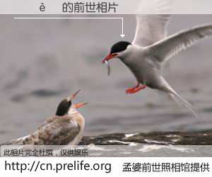 #孟婆前世照相馆# 【 的前世相片】我们都曾从奈何桥上走过，喝下三碗忘川之水烹煮的孟婆汤，忘却了前尘旧事。孟婆前世照相馆，保存着你前世的数码相片。 的前世相片，有图有真相：